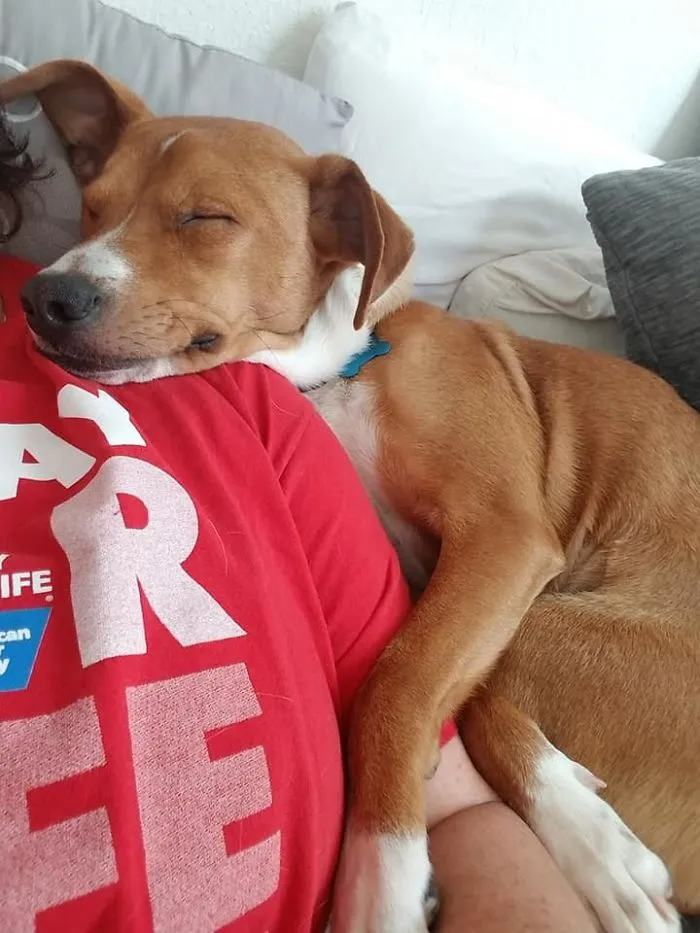 This Is Kramer. Someone Tossed Him Out Of A Car And I Was Lucky Enough To Be Rescued By Him. Immediate Mama's Boy! Sweetest Dog I've Ever Had.