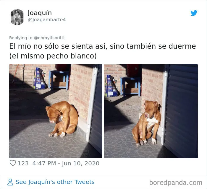 La gente comparte divertidas fotos de sus mascotas sentándose de forma muy rara (30 fotos)