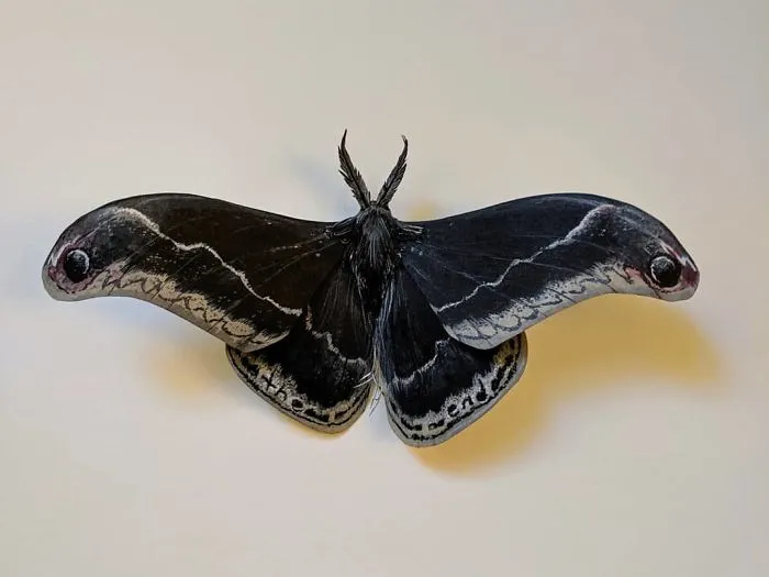 21 Gorgeous Paper Sculptures Of Butterflies And Beetles By Kerilynn Wilson