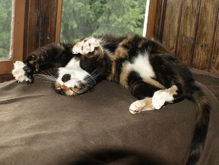 Meg