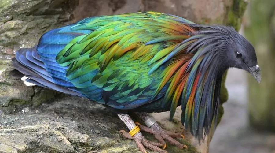 The Nicobar Pigeon: The Closest Living Relative To The Dodo.