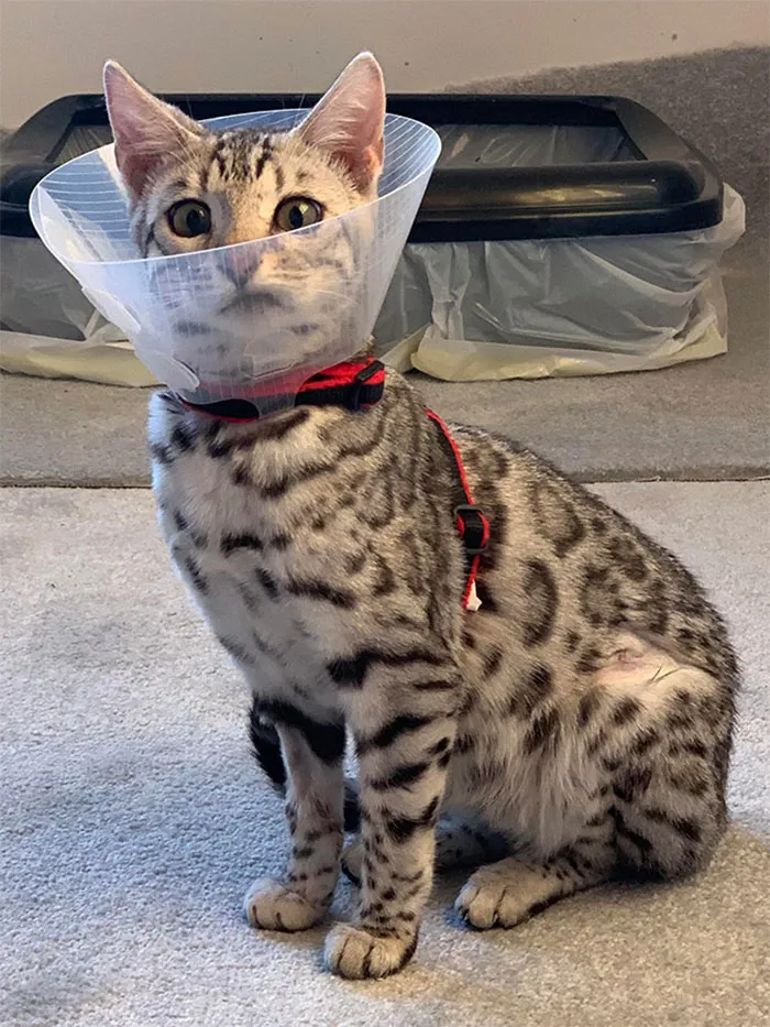 35 Pics Of Pets Not Rocking The Cone Of Shame At All