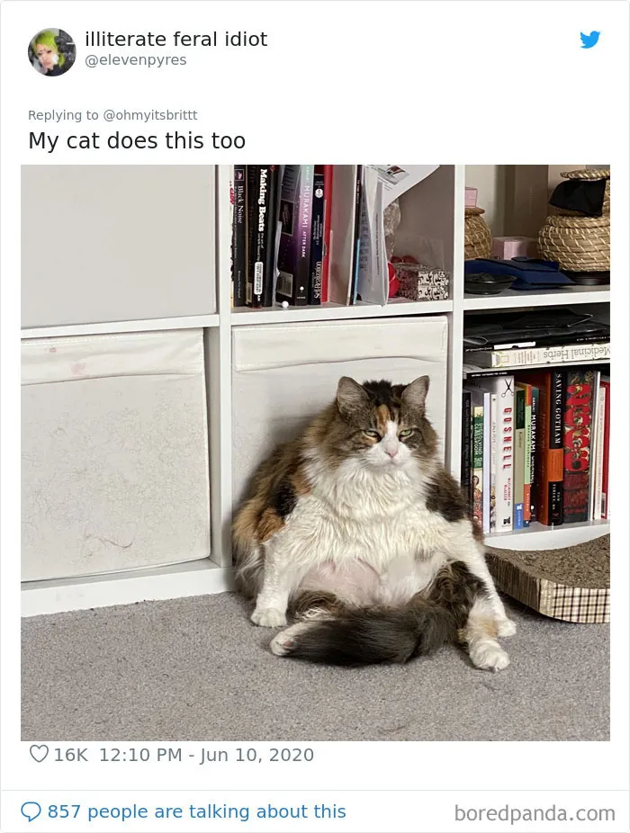 People Are Sharing Hilarious Pics Of Their Pets Sitting Like Total Weirdos In This Thread (30 Pics)