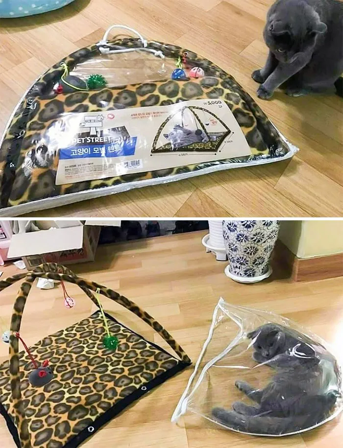 Tienda de campaña para gatos