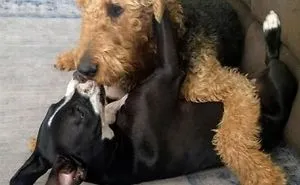 Cutest Dog Siblings