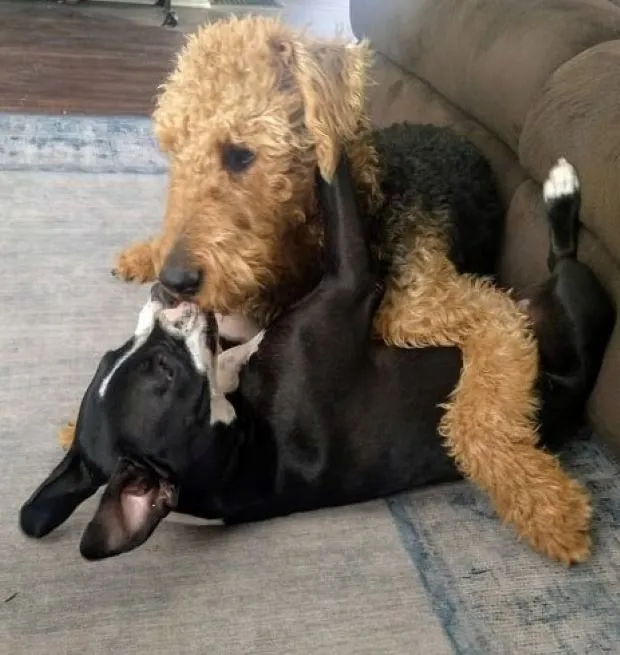 Cutest Dog Siblings