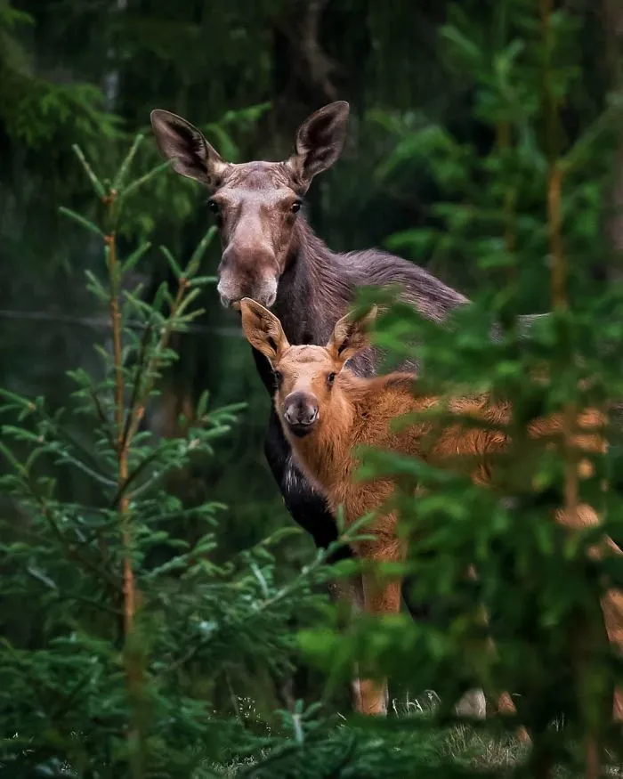 Finnish Photographer Captures Baby Animals Having Fun And Making Funny Expressions (30 Pics)