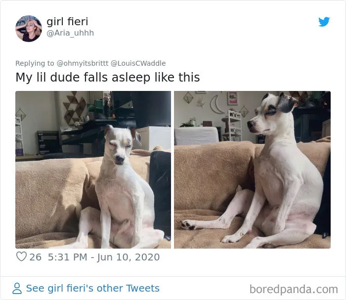 People Are Sharing Hilarious Pics Of Their Pets Sitting Like Total Weirdos In This Thread (30 Pics)