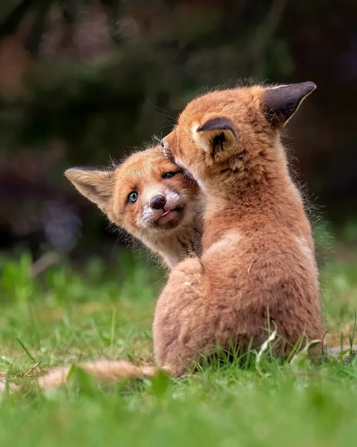 Finnish Photographer Captures Baby Animals Having Fun And Making Funny Expressions (30 Pics)