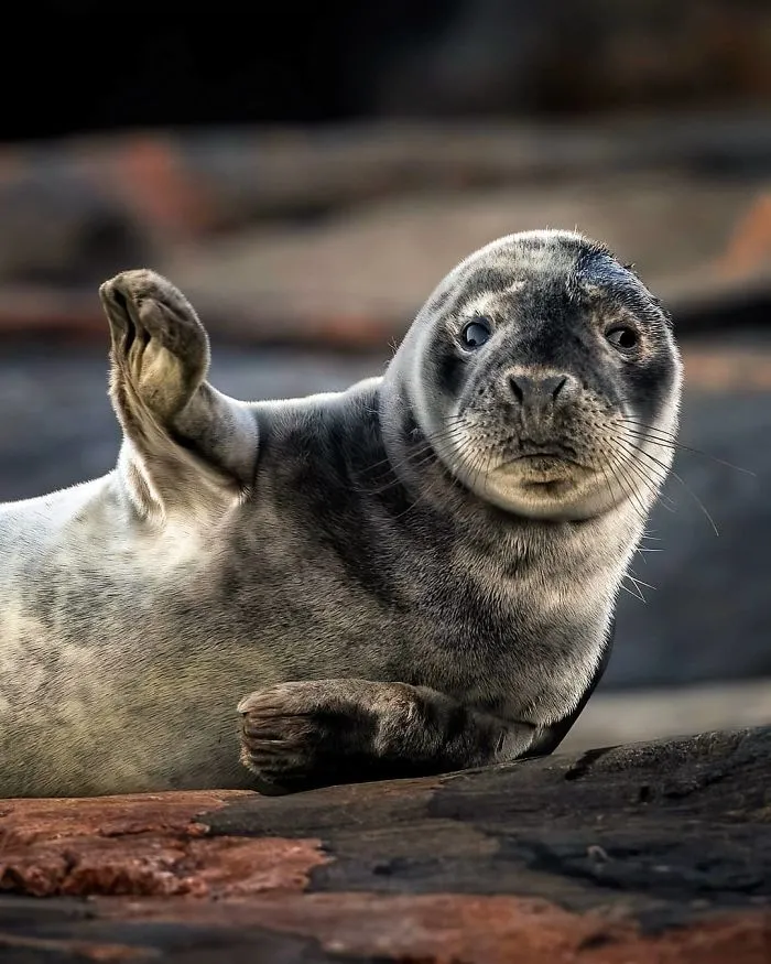 Finnish Photographer Captures Baby Animals Having Fun And Making Funny Expressions (30 Pics)