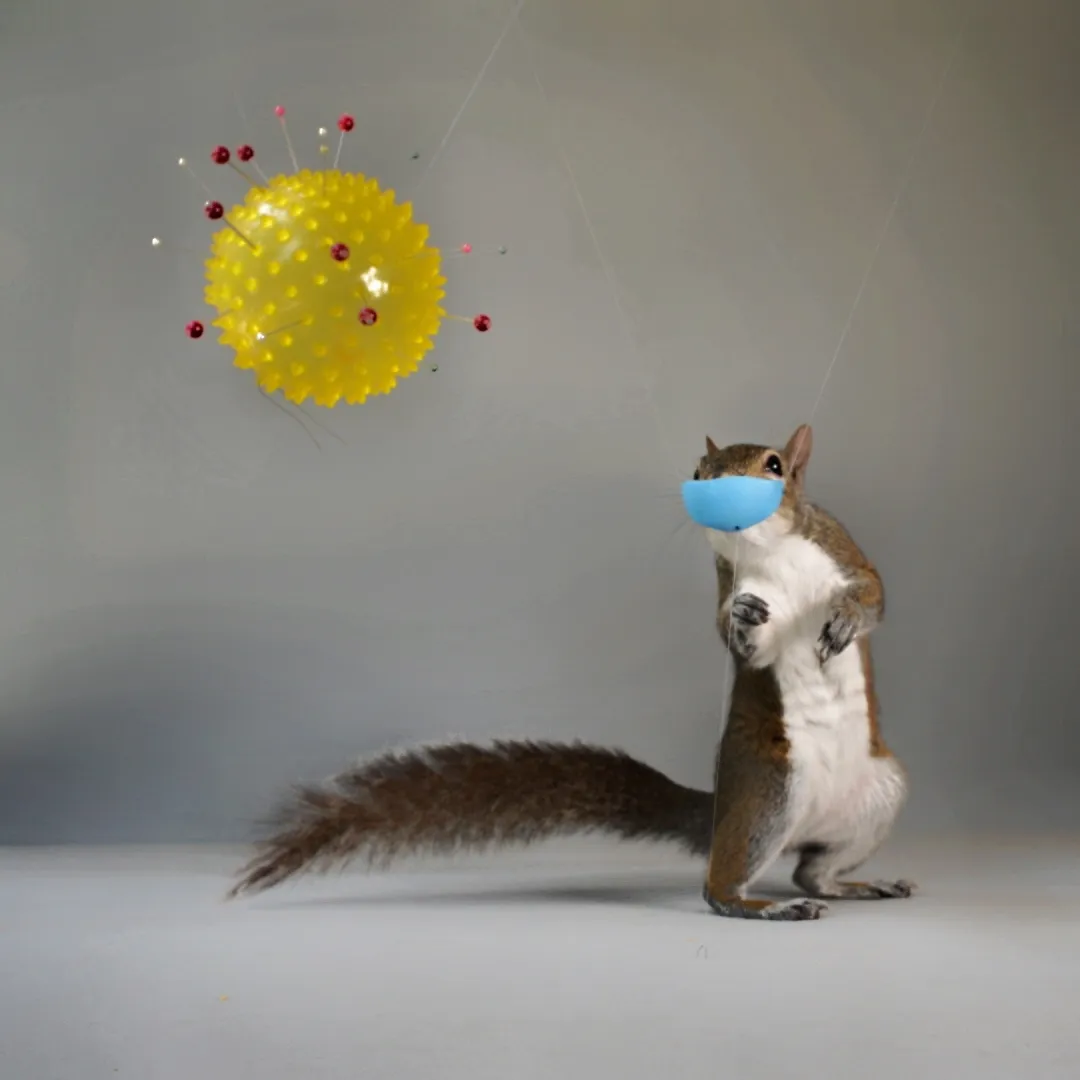 Covid And The Squirrel