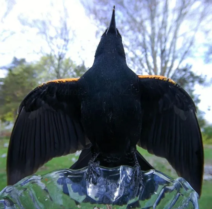 Woman Sets Up A Feeder Cam In Her Yard And The Photos Are Extraordinary (30 New Pics)