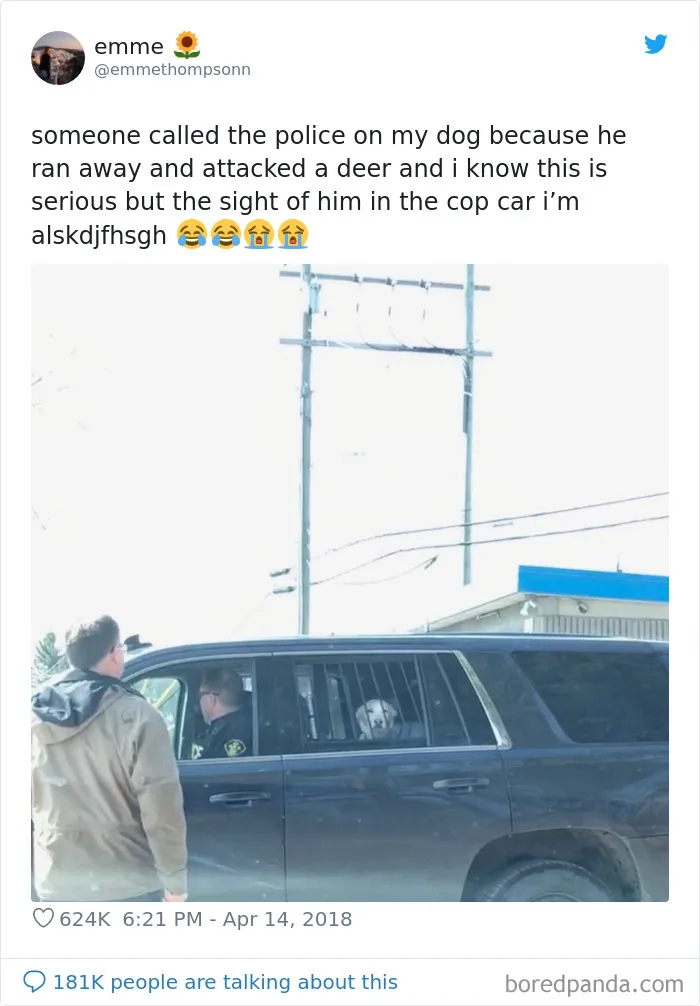 Alguien llamó a la policía porque mi perro se escapó y atacó a un ciervo. Sé que esto es serio, pero lo veo en el coche de policía y me da la risa