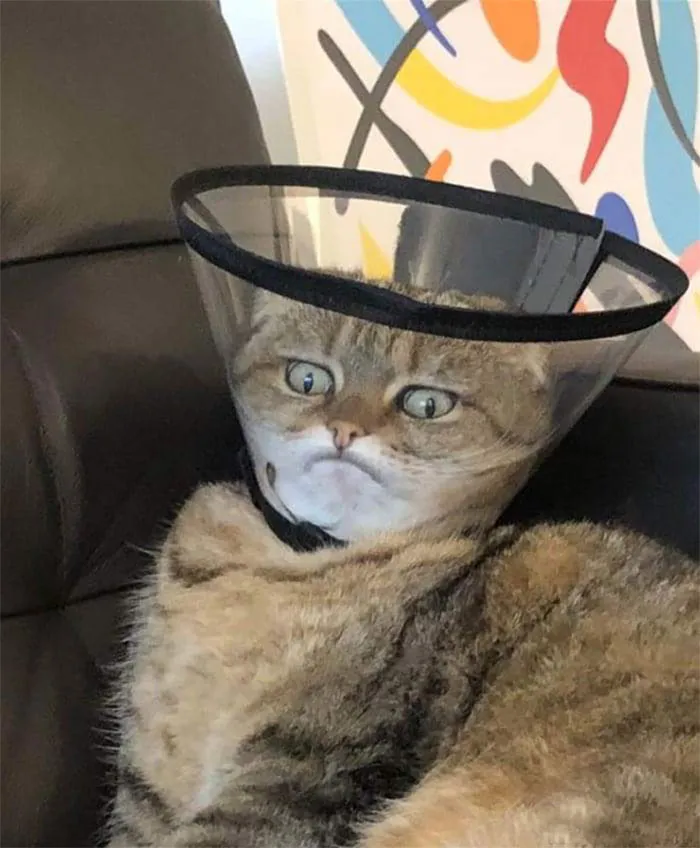 35 Pics Of Pets Not Rocking The Cone Of Shame At All