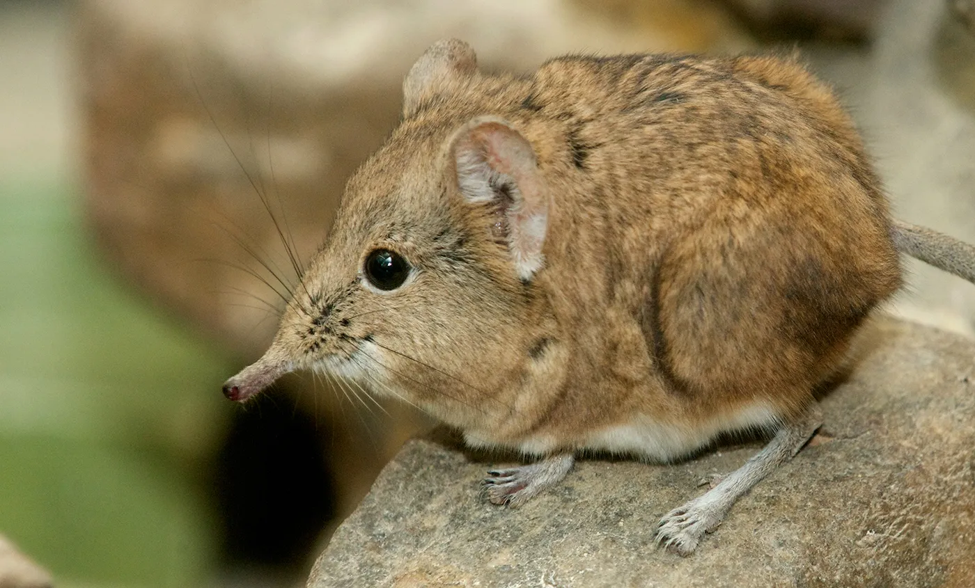 This Cute, Minuscule Creature Looks Like A Ball Of Fur With An Elephants Trunk!
