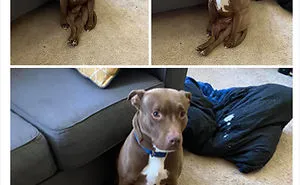 People Are Sharing Hilarious Pics Of Their Pets Sitting Like Total Weirdos In This Thread (30 Pics)