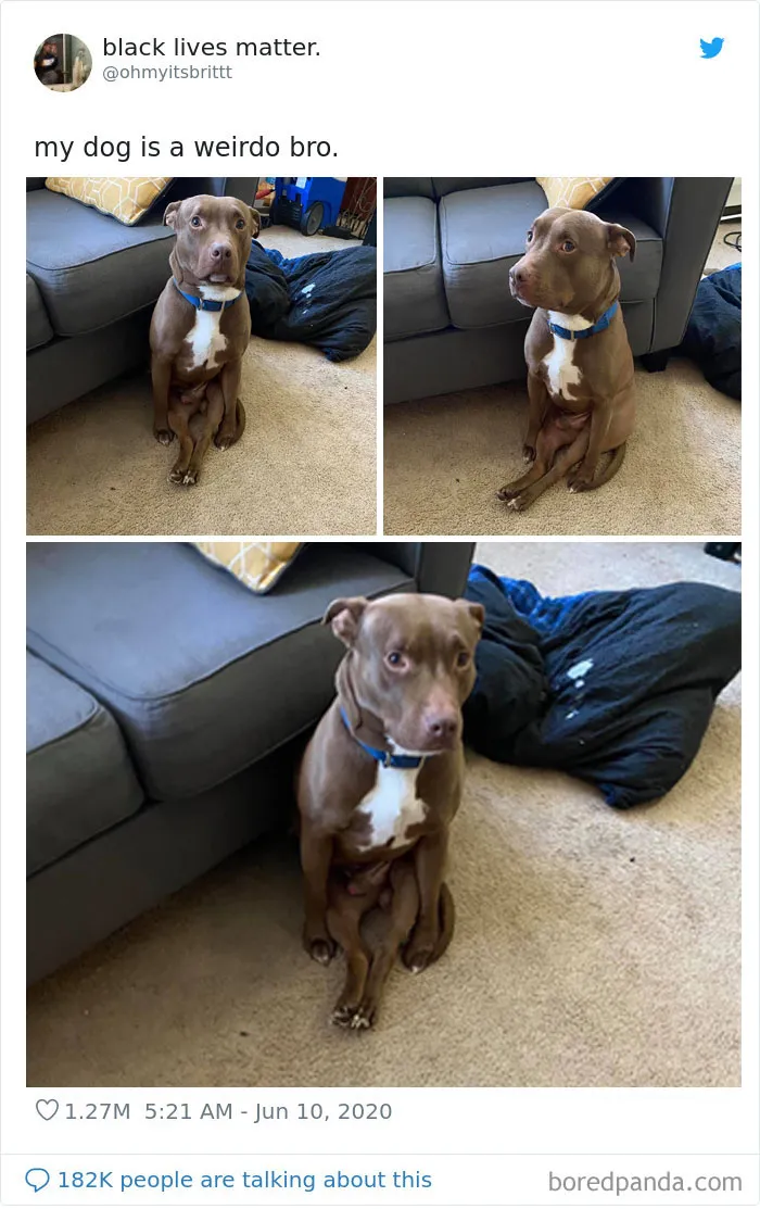 People Are Sharing Hilarious Pics Of Their Pets Sitting Like Total Weirdos In This Thread (30 Pics)