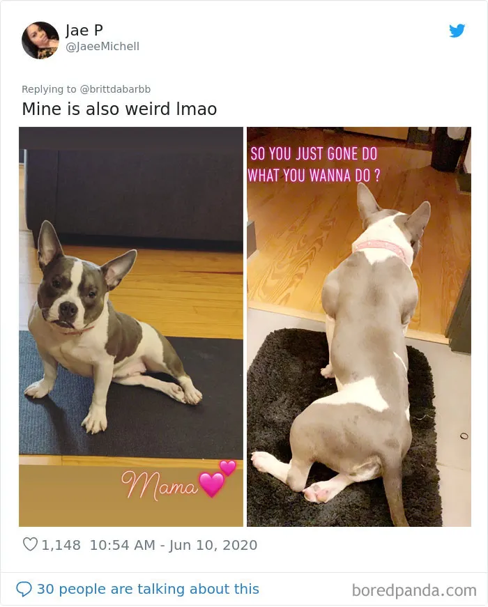 La gente comparte divertidas fotos de sus mascotas sentándose de forma muy rara (30 fotos)