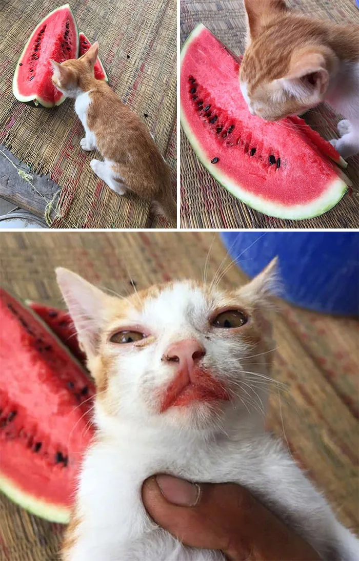 Tasty Watermeowlon