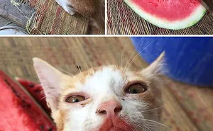 50 Of The Best Cat Posts That Are Impossible Not To Scroll Through (New Pics)