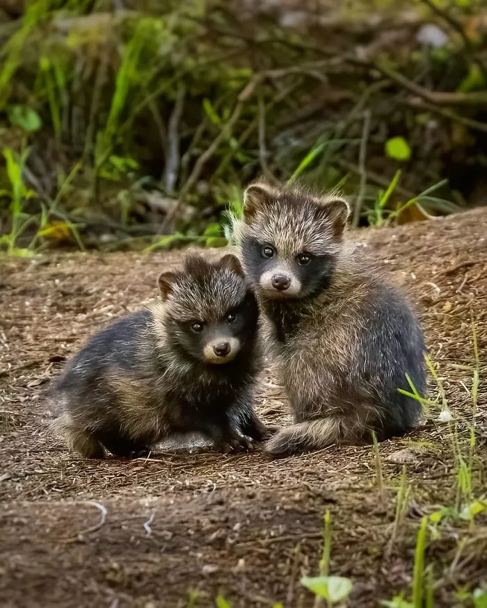 Finnish Photographer Captures Baby Animals Having Fun And Making Funny Expressions (30 Pics)