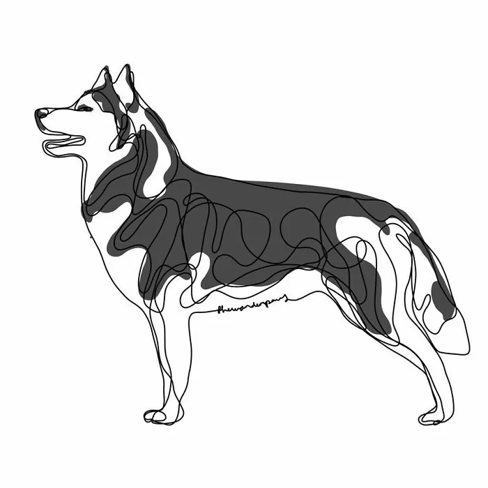 Siberian Husky