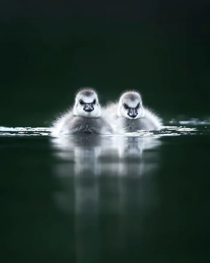 Finnish Photographer Captures Baby Animals Having Fun And Making Funny Expressions (30 Pics)