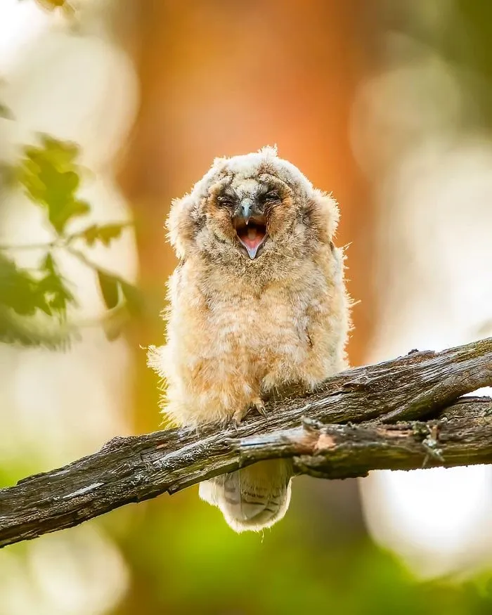 Finnish Photographer Captures Baby Animals Having Fun And Making Funny Expressions (30 Pics)