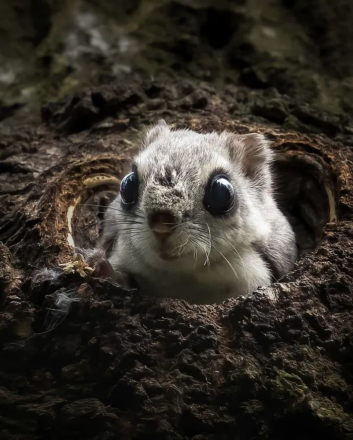 Finnish Photographer Captures Baby Animals Having Fun And Making Funny Expressions (30 Pics)