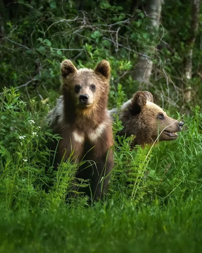 Finnish Photographer Captures Baby Animals Having Fun And Making Funny Expressions (30 Pics)