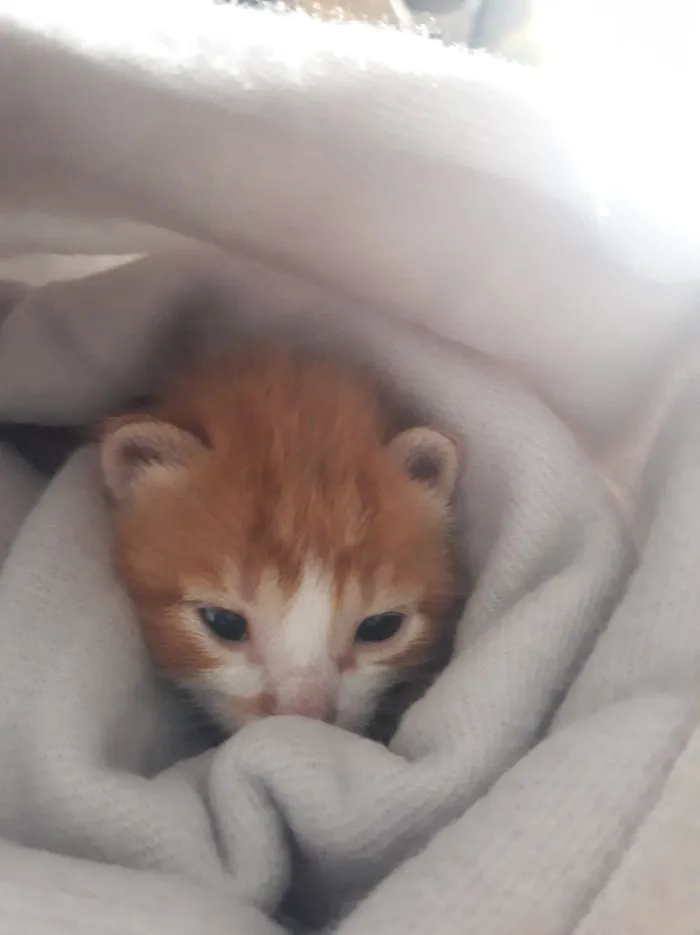 Encontré a Marmy en medio de una carretera, solo, asustado y maullando