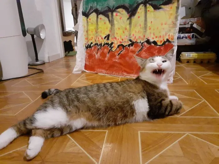 I'm Not Lying, She's A Lion