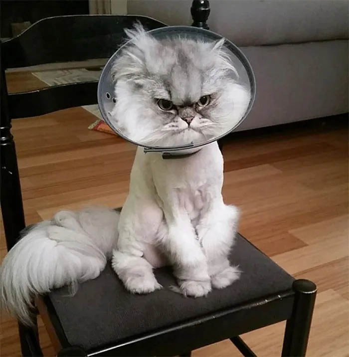 35 Pics Of Pets Not Rocking The Cone Of Shame At All