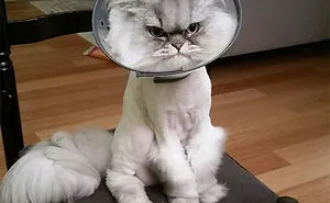 35 Pics Of Pets Not Rocking The Cone Of Shame At All