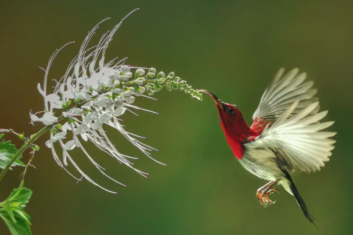 Mobile Photography: 2nd Winner,  Budi Gunawan