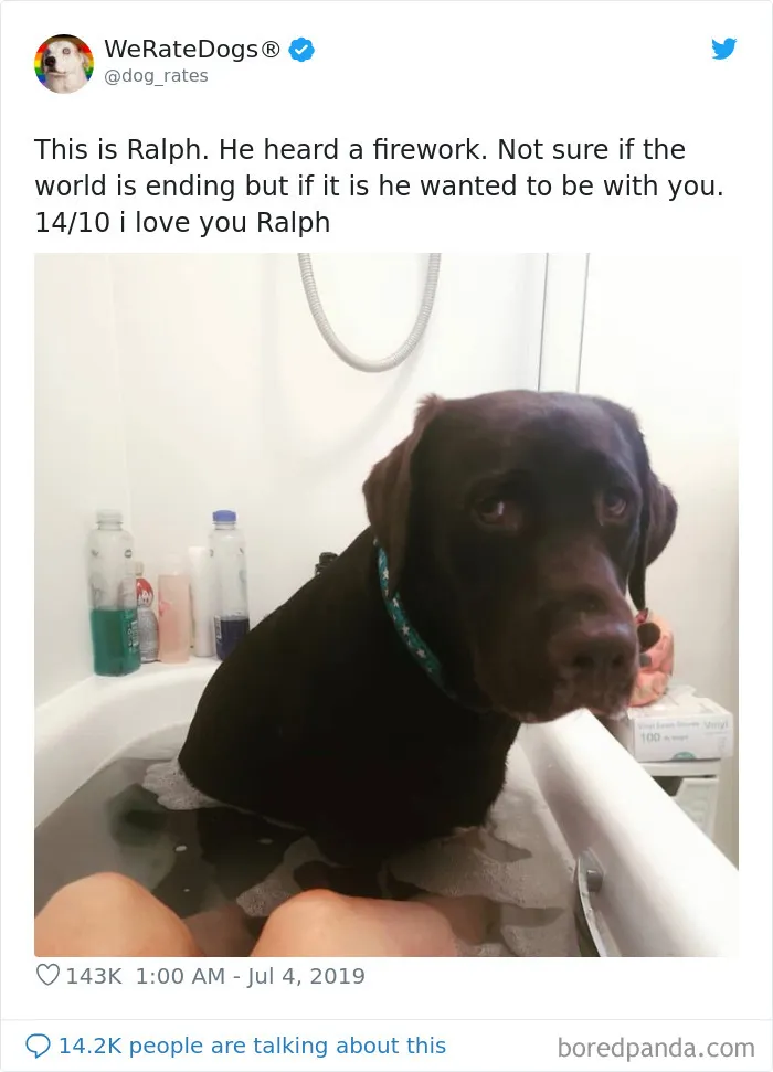 Este es Ralph. Ha escuchado fuegos artificiales. No sabe si el mundo se acaba, pero si es así, quiere estar contigo. 14/10 te quiero Ralph
