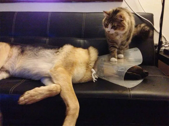 35 Pics Of Pets Not Rocking The Cone Of Shame At All
