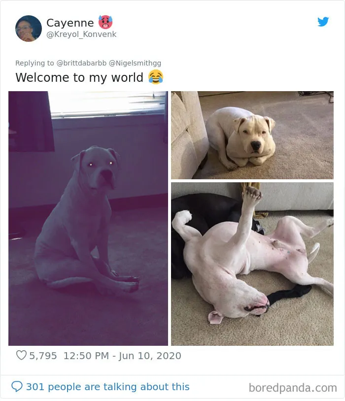 People Are Sharing Hilarious Pics Of Their Pets Sitting Like Total Weirdos In This Thread (30 Pics)