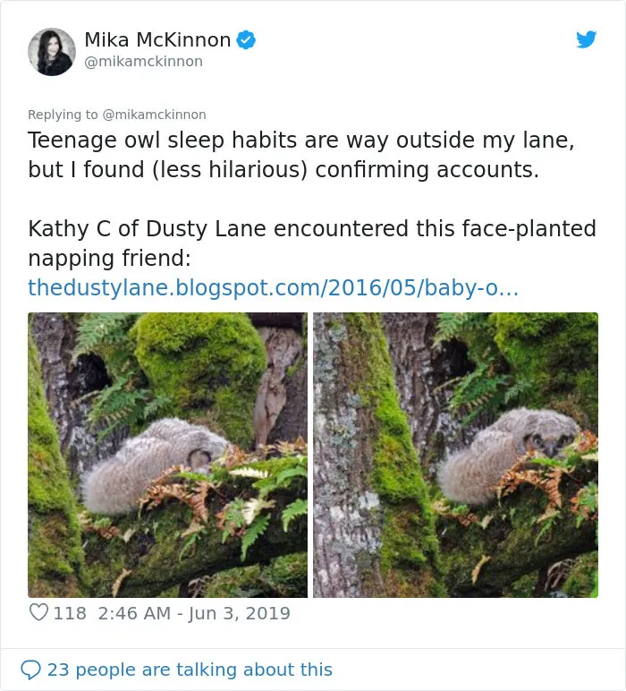 People Are Just Learning That Some Owls Sleep With Their Faces Down And Here Are 26 Pics