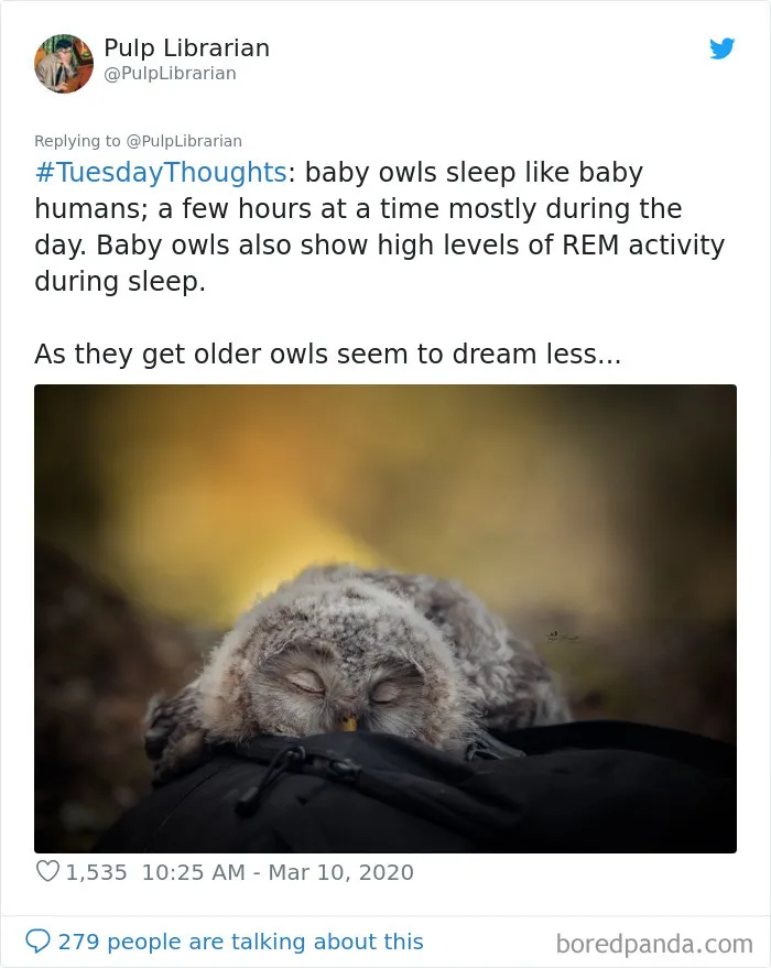 People Are Just Learning That Some Owls Sleep With Their Faces Down And Here Are 26 Pics