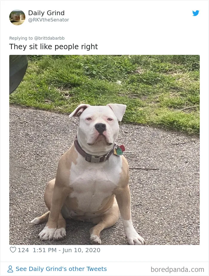 La gente comparte divertidas fotos de sus mascotas sentándose de forma muy rara (30 fotos)