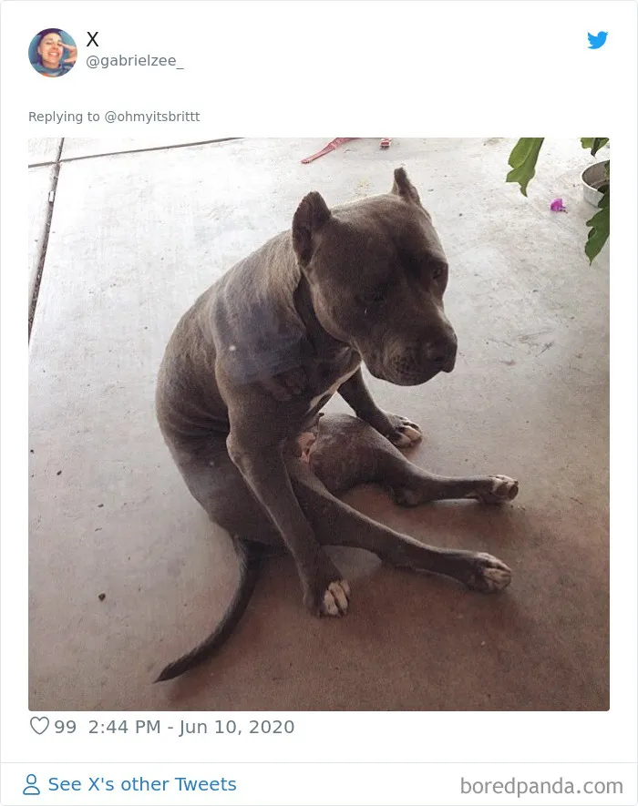 La gente comparte divertidas fotos de sus mascotas sentándose de forma muy rara (30 fotos)