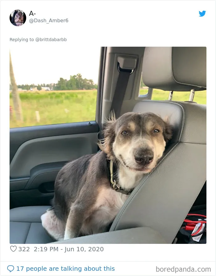 People Are Sharing Hilarious Pics Of Their Pets Sitting Like Total Weirdos In This Thread (30 Pics)