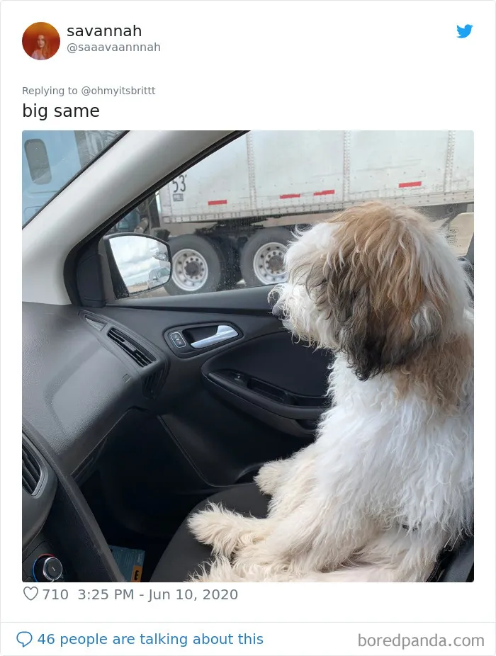 La gente comparte divertidas fotos de sus mascotas sentándose de forma muy rara (30 fotos)