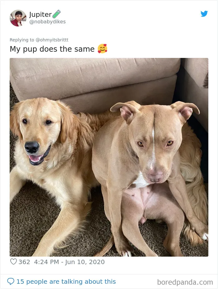 People Are Sharing Hilarious Pics Of Their Pets Sitting Like Total Weirdos In This Thread (30 Pics)