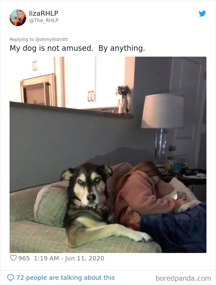 People Are Sharing Hilarious Pics Of Their Pets Sitting Like Total Weirdos In This Thread (30 Pics)
