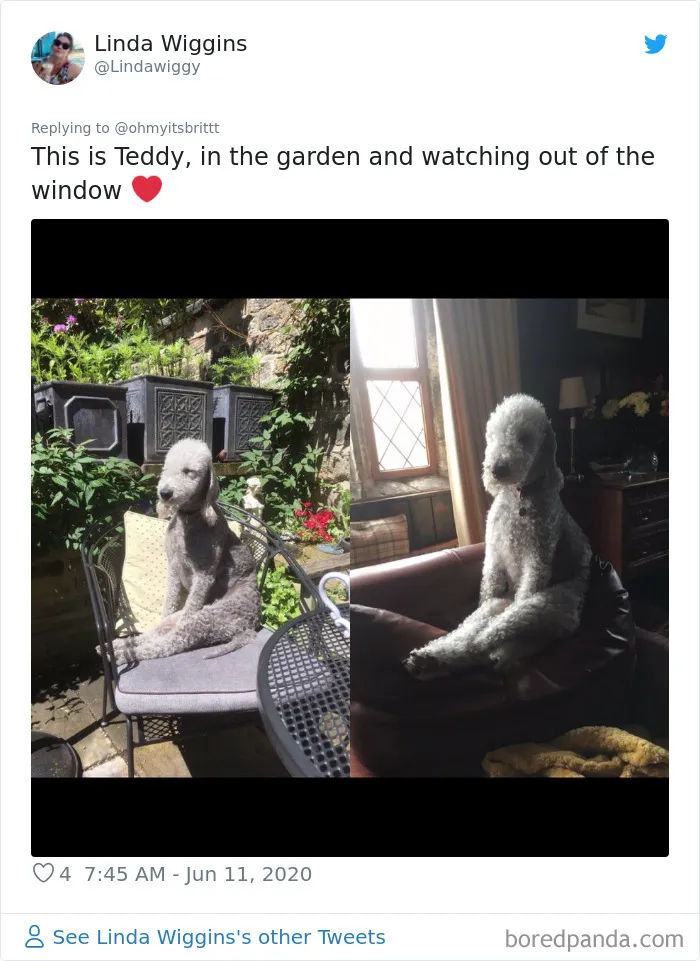 People Are Sharing Hilarious Pics Of Their Pets Sitting Like Total Weirdos In This Thread (30 Pics)