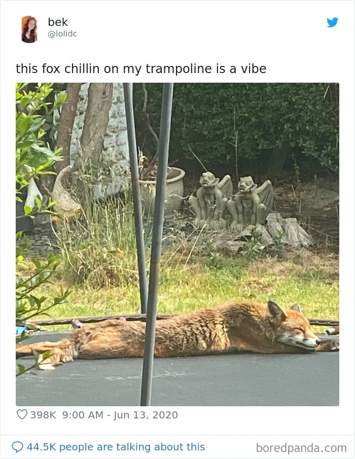 People Are Sharing Photos Of Foxes That Paid Them A Visit (13 Pics)