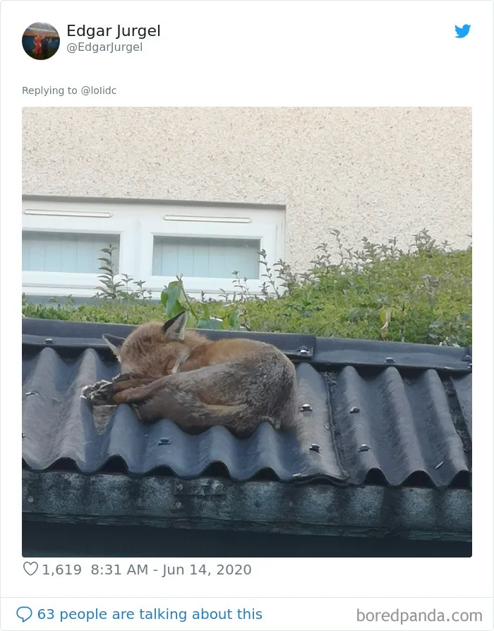People Are Sharing Photos Of Foxes That Paid Them A Visit (13 Pics)