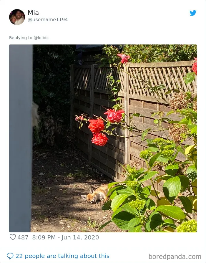 People Are Sharing Photos Of Foxes That Paid Them A Visit (13 Pics)